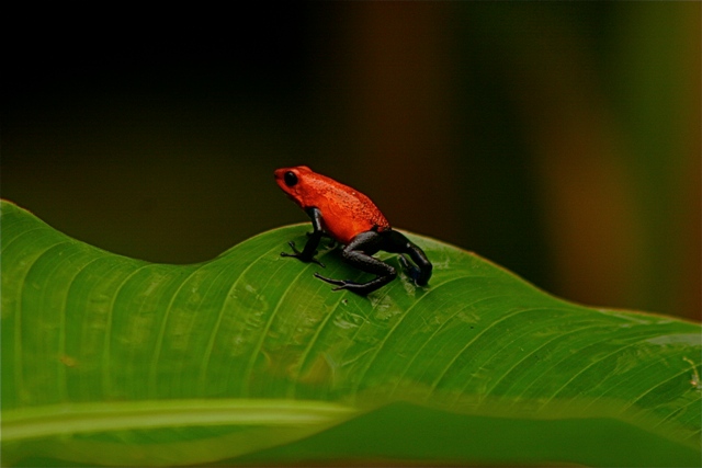 frog